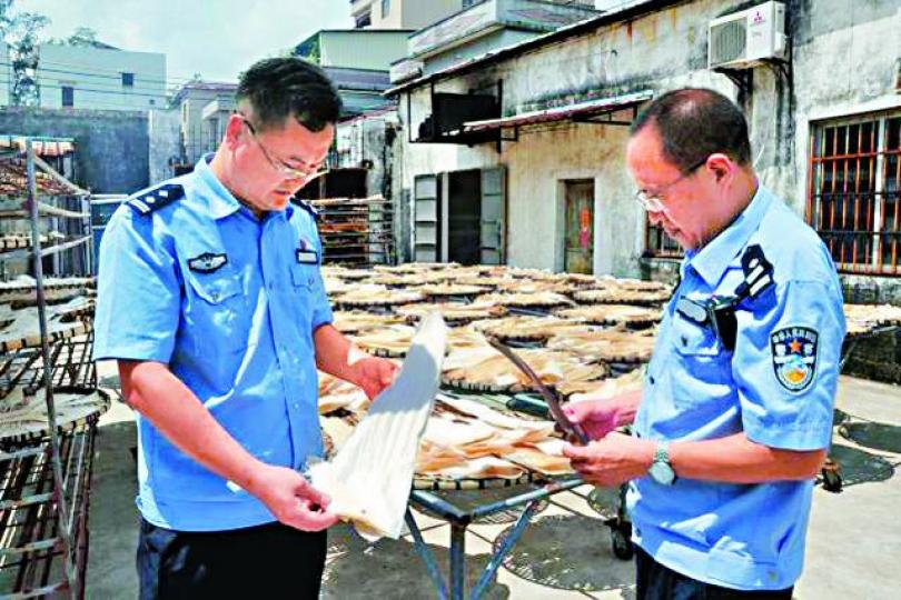 ■警方在工場撿獲大批正在生曬的走私魚翅。■被江門當局偵破的工場衞生環境惡劣，工人正在清洗魚鰭。
