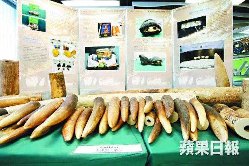 ■海關展示在行動中撿獲的大批象牙。