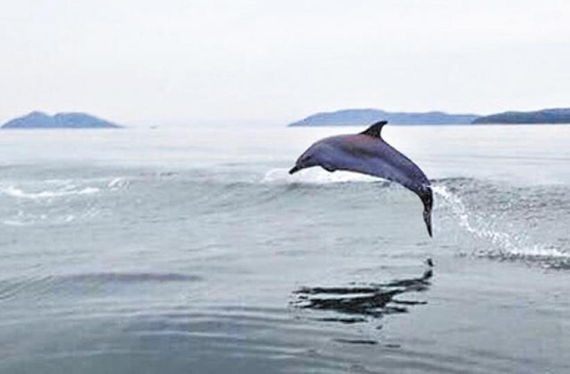 ■海豚躍出深圳大鵬灣海面。