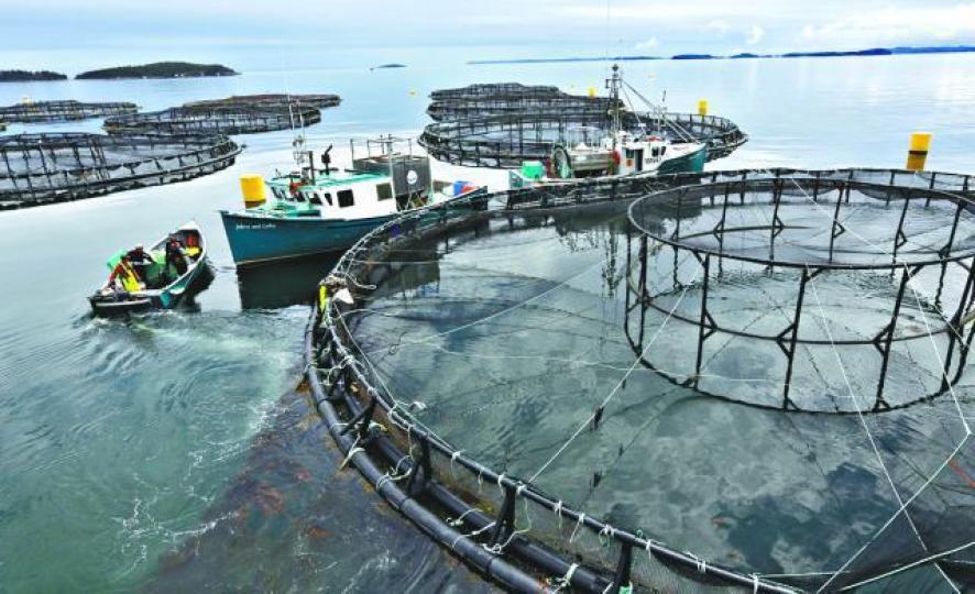 ■美國海產公司Cooke Aquaculture在船上裝有巨型水泵，可一口氣吸上以萬條計三文魚至含有雙氧水大浴缸，替三文魚皮膚消毒。美聯社