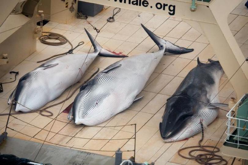 ■日本捕鯨船。　資料圖片