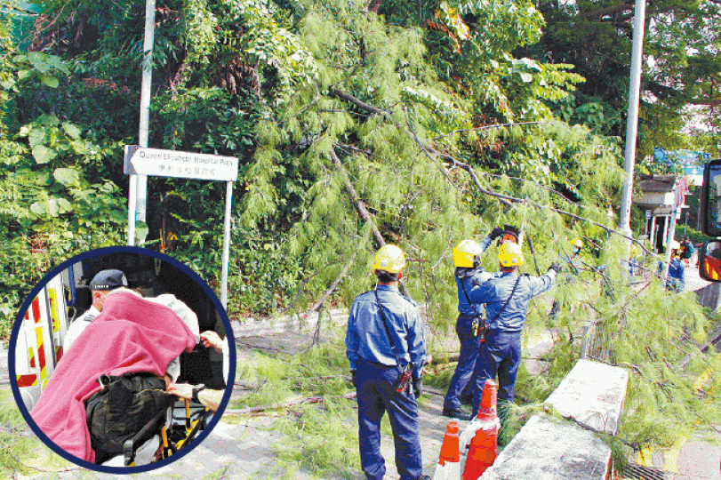 ■斷裂樹椏壓傷婦人（圓圖），其後消防到場用電鋸清理。
