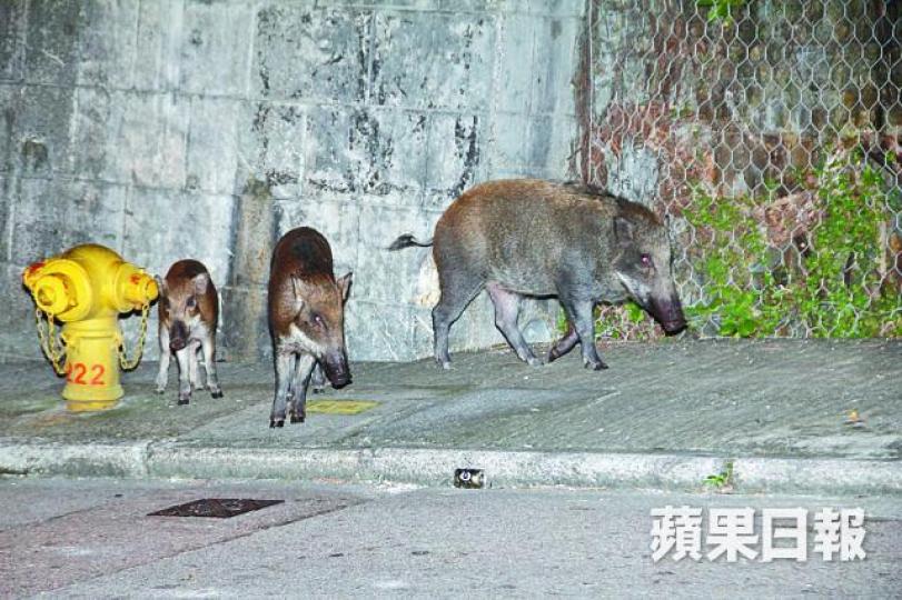 ■大野豬帶同子女落山，昨在黃竹坑路邊覓食。李家傑攝