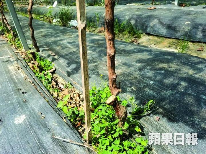 ■果園內的日本葡萄樹被斬至斷開兩截。 ■果園內的日本葡萄樹被斬至斷開兩截。