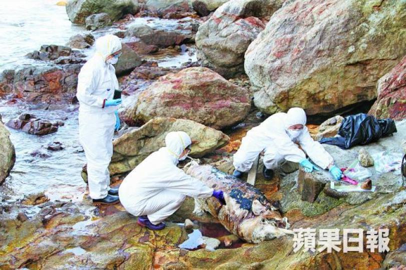 ■海洋公園保育基金昨派員檢驗海豚屍體。劉永明攝 ■海洋公園保育基金昨派員檢驗海豚屍體。劉永明攝