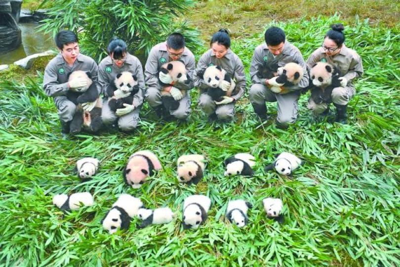 ■17隻新生大熊貓幼兒在四川雅安基地亮相。
■17隻新生大熊貓幼兒在四川雅安基地亮相。