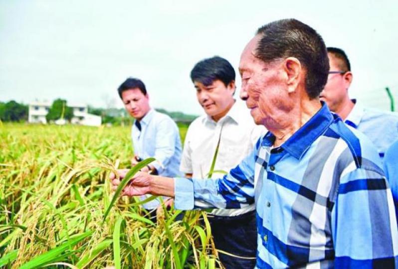 ■袁隆平（右）昨於湖南觀察水稻成長。互聯網