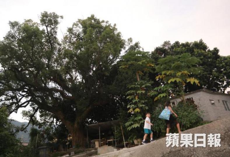 ■有大埔坪朗村村民指，村內樟樹有數百年歷史，近日流傳政府發現樹身有洞，即將會派人斬樹。