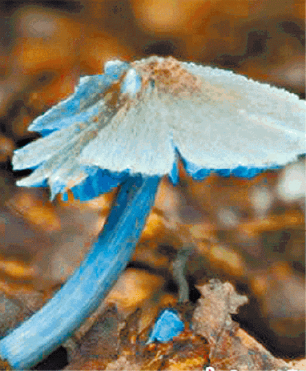 ■學者近日稱在中國發現「藍瘦香菇」的新成員「勐宋粉褶菌」。
■學者近日稱在中國發現「藍瘦香菇」的新成員「勐宋粉褶菌」。
