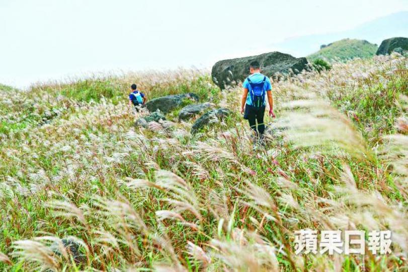 ■近日不少市民登上大東山,搶先觀賞芒草景色。張志華攝
■近日不少市民登上大東山,搶先觀賞芒草景色。張志華攝