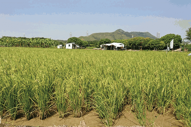 ■塱原種植的晚造米生長穩定,已經開花、抽穗,預料11月初便會收割。長春社提供相片 ■塱原種植的晚造米生長穩定,已經開花、抽穗,預料11月初便會收割。長春社提供相片