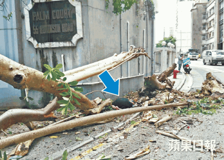 ■死者張琴(箭嘴示)當日被塌下的大樹擊中壓住腿部。資料圖片 ■死者張琴(箭嘴示)當日被塌下的大樹擊中壓住腿部。資料圖片