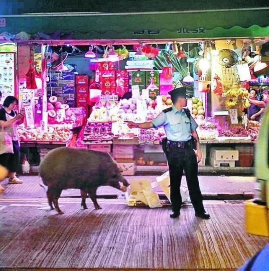■野豬在路邊食水果,警員示意途人勿走近。互聯網 ■野豬在路邊食水果,警員示意途人勿走近。互聯網