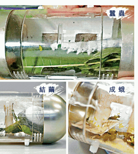 ■居於迷你太空艙的6條太空蠶後代,已陸續結繭,其中兩條化成飛蛾。宣基中學提供圖片■已畢業的師姊梁芷韻(左)及王嘉寶(左二)向師妹莫穎賢(右二)及蕭羡憧(右)傳授養蠶心得。 ■居於迷你太空艙的6條太空蠶後代,已陸續結繭,其中兩條化成飛蛾。宣基中學提供圖片■已畢業的師姊梁芷韻(左)及王嘉寶(左二)向師妹莫穎賢(右二)及蕭羡憧(右)傳授養蠶心得。