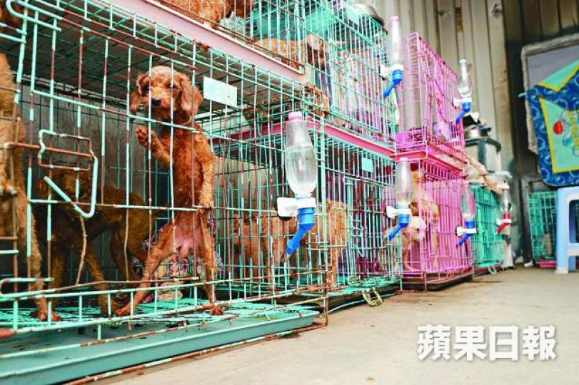 ■寵物犬在貨櫃內被困籠裏,瘦骨嶙峋。張家豪攝 ■寵物犬在貨櫃內被困籠裏,瘦骨嶙峋。張家豪攝