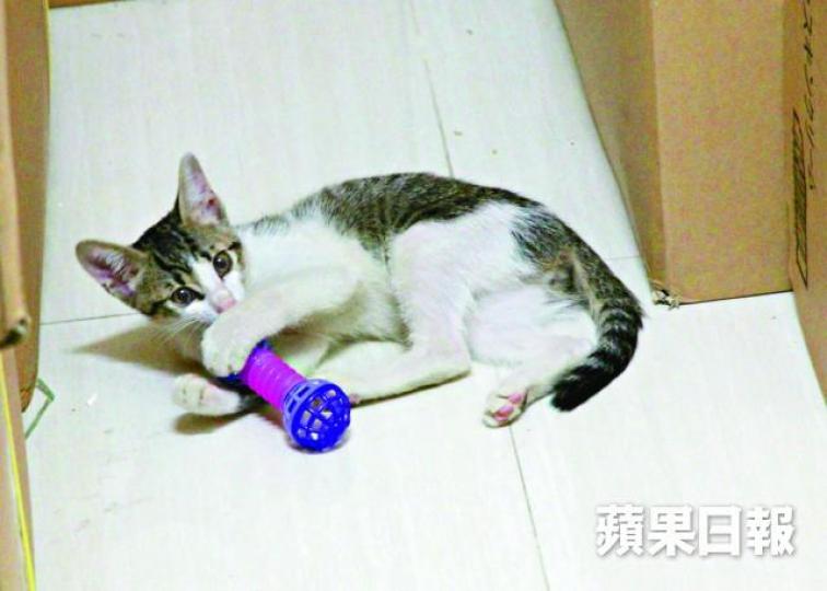 ■藥房負責人現已接回喵喵,並稱會向警方銷案。溫瑞麟攝 ■藥房負責人現已接回喵喵,並稱會向警方銷案。溫瑞麟攝