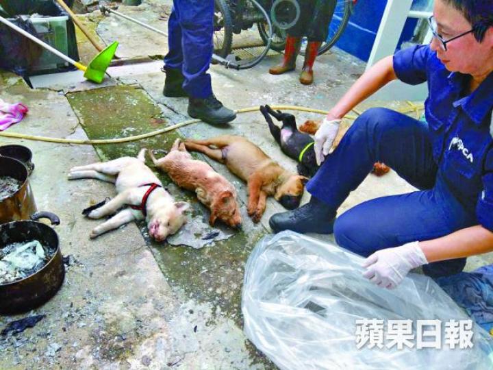 ■散頭村前日發生懷疑毒狗事件,6隻小狗送命。資料圖片 ■散頭村前日發生懷疑毒狗事件,6隻小狗送命。資料圖片