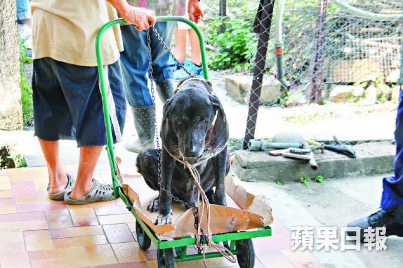 ■「小黑」傷重不治,令毒狗案的死亡狗隻增至11隻。資料圖片 ■「小黑」傷重不治,令毒狗案的死亡狗隻增至11隻。資料圖片