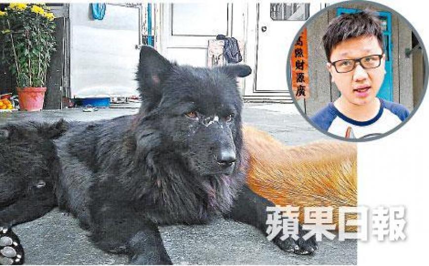 ■唐狗「大嚿」前晚被發現昏迷屋外後身亡,主人(圓圖)懷疑愛犬遭毒死。 ■唐狗「大嚿」前晚被發現昏迷屋外後身亡,主人(圓圖)懷疑愛犬遭毒死。