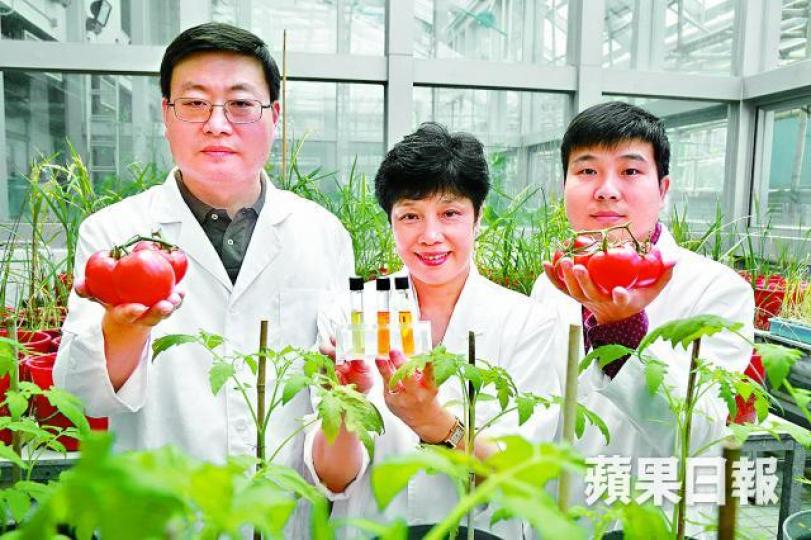 ■研究團指,超級番茄與一般番茄種植時間相若。張柏基攝 ■研究團指,超級番茄與一般番茄種植時間相若。張柏基攝