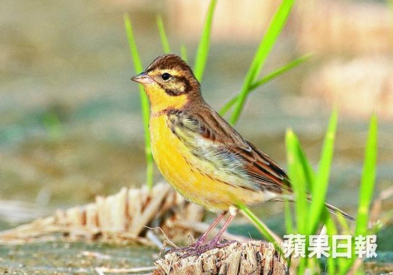 ■俗稱禾花雀的黃胸鵐屬瀕危鳥類。
■俗稱禾花雀的黃胸鵐屬瀕危鳥類。