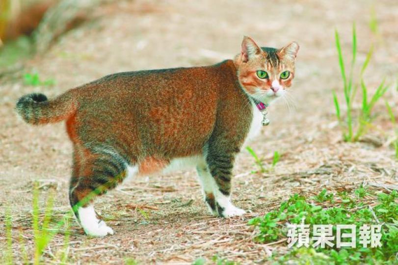 ■塱原田間時不時有貓隻身影。許頌明攝
■塱原田間時不時有貓隻身影。許頌明攝
