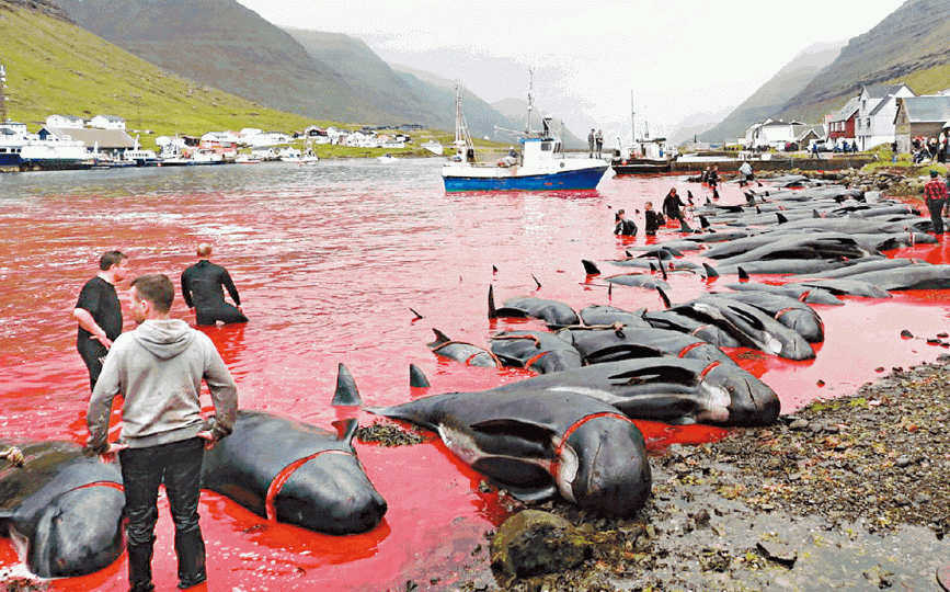 ■法羅群島大量鯨魚和海豚被殺,血流成河。
■法羅群島大量鯨魚和海豚被殺,血流成河。
