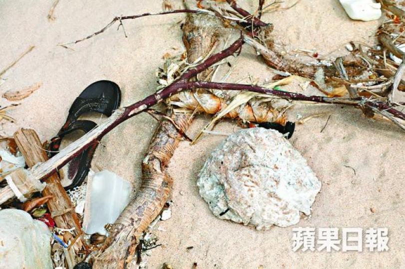 ■索罟群島仍有不少硬脂,部份大小如成人鞋子。 ■索罟群島仍有不少硬脂,部份大小如成人鞋子。