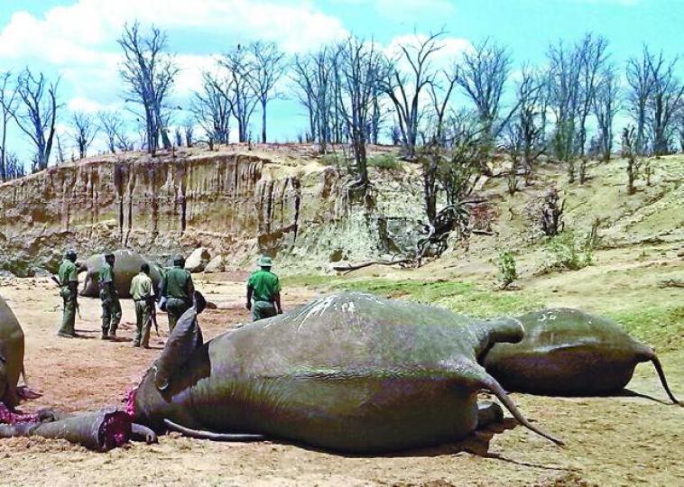 ■津巴布韋萬基國家公園前年有象群疑遭獵殺。 路透社 ■津巴布韋萬基國家公園前年有象群疑遭獵殺。 路透社