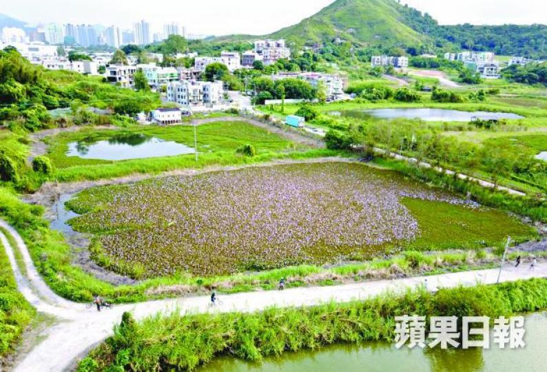 ■鳳眼藍花海位於豐樂圍,景色宜人。 ■鳳眼藍花海位於豐樂圍,景色宜人。