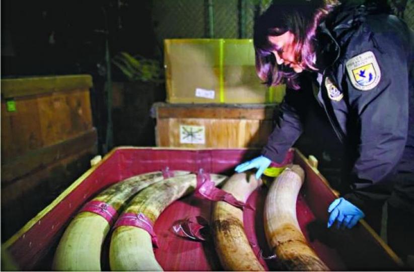 ■特朗普政府叫停放寬入口獵象戰利品禁令。互聯網 ■特朗普政府叫停放寬入口獵象戰利品禁令。互聯網