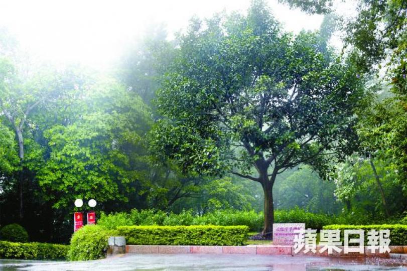 習榕 習榕