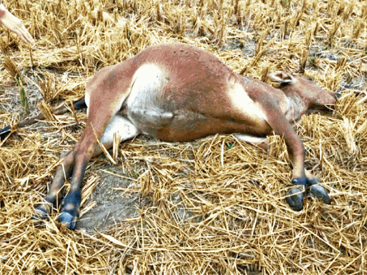 ■廣東河源市有牛疑因飼料受細菌感染,進食後離奇發病死亡。互聯網 ■廣東河源市有牛疑因飼料受細菌感染,進食後離奇發病死亡。互聯網