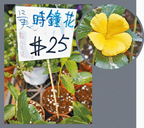 ■有花店規定每人限買一株黃時鐘花。 ■有花店規定每人限買一株黃時鐘花。