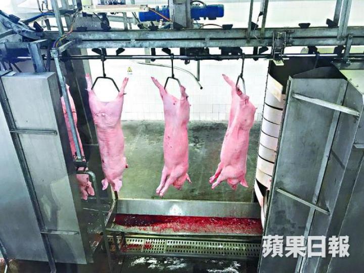 ■豬隻消毒後會由工人吊上運輸帶,進行多次燒毛後屠宰。
■豬隻消毒後會由工人吊上運輸帶,進行多次燒毛後屠宰。