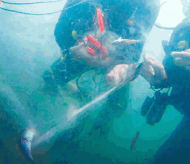 ■鬼網害死大量海洋生物,幸不時有潛水員義務清除。 ■鬼網害死大量海洋生物,幸不時有潛水員義務清除。
