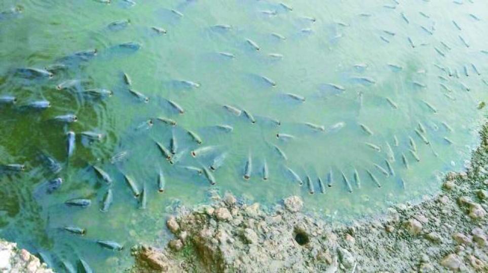 ■南生圍水位離奇下降,大量鰂魚受困「口擘擘」。區議員黃偉賢提供圖片 ■南生圍水位離奇下降,大量鰂魚受困「口擘擘」。區議員黃偉賢提供圖片