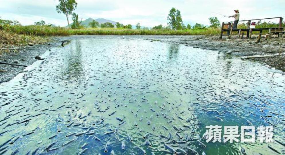 ■南生圍魚塘水位急降,數千鰂魚逼在狹小的魚塘。何柏佳攝■魚塘水閘疑失修有裂縫,或致魚塘未能儲水乾涸。 ■南生圍魚塘水位急降,數千鰂魚逼在狹小的魚塘。何柏佳攝■魚塘水閘疑失修有裂縫,或致魚塘未能儲水乾涸。