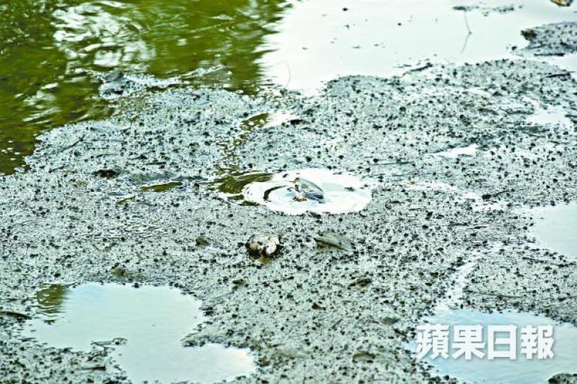 ■鰂魚彈出水面,「口擘擘」垂死掙扎。 ■鰂魚彈出水面,「口擘擘」垂死掙扎。