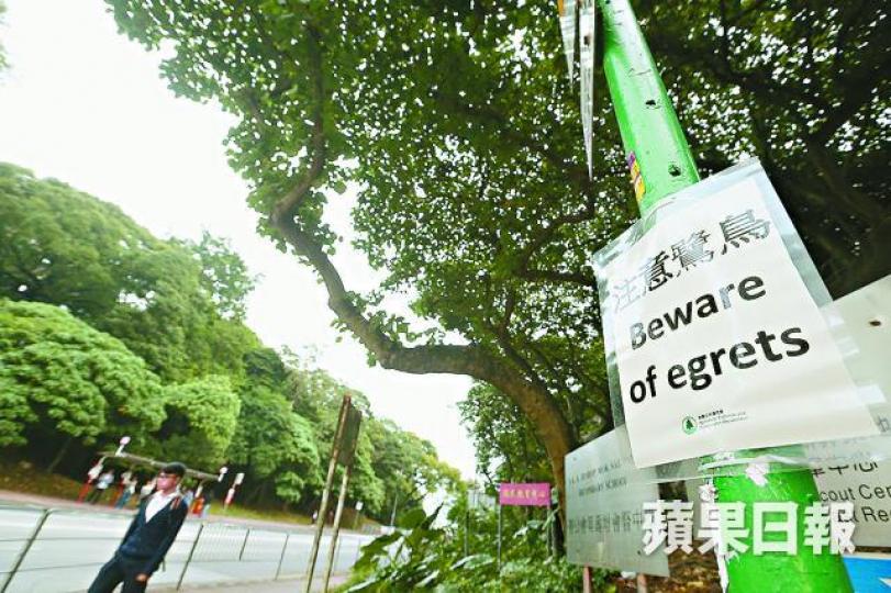 ■大埔鷺鳥林被評為具特殊科學價值地點,現貼有注意鷺鳥告示。王子俊攝 ■大埔鷺鳥林被評為具特殊科學價值地點,現貼有注意鷺鳥告示。王子俊攝