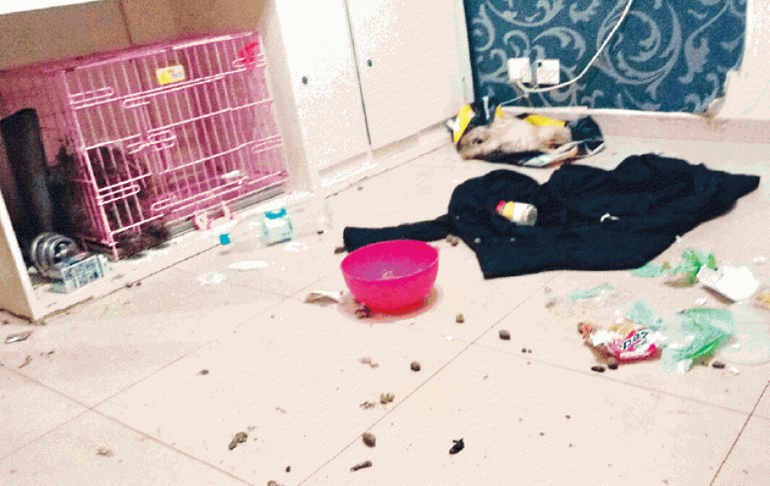 ■事發公屋單位內滿佈便溺,狗屍橫陳。■其中一隻狗倒卧木櫃內。毛孩守護者fb圖片 ■事發公屋單位內滿佈便溺,狗屍橫陳。■其中一隻狗倒卧木櫃內。毛孩守護者fb圖片