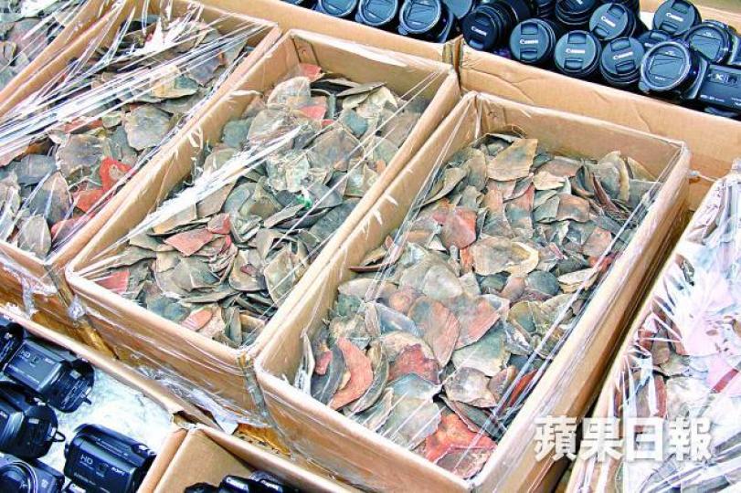 ■海關於行動中撿獲313公斤穿山甲鱗片。詹家志攝 ■海關於行動中撿獲313公斤穿山甲鱗片。詹家志攝