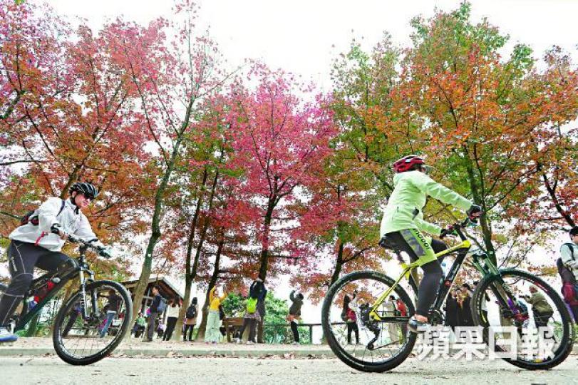 ■元朗大棠紅葉轉紅,吸引不少市民趁周末前往郊遊觀賞。■大棠紅葉指數維持B級「開始紅」,尚未進入「極紅」階段。 ■元朗大棠紅葉轉紅,吸引不少市民趁周末前往郊遊觀賞。■大棠紅葉指數維持B級「開始紅」,尚未進入「極紅」階段。