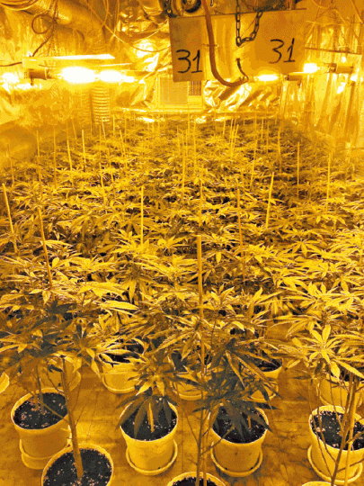 ■警方指部份大麻在本港種植;圖為警方搗破的室內大麻種植場。警方提供圖片 ■警方指部份大麻在本港種植;圖為警方搗破的室內大麻種植場。警方提供圖片