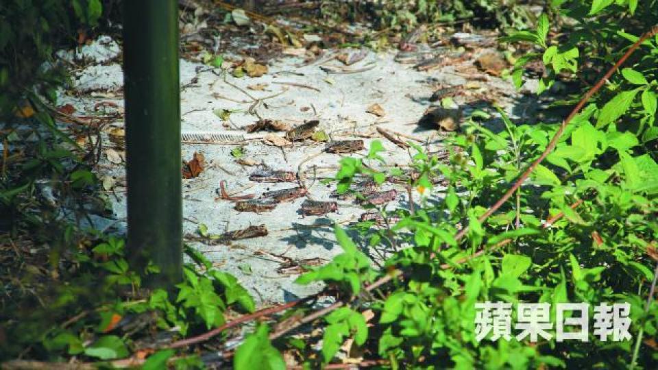 ■有市民發現大埔船灣淡水湖附近有大量蝗蟲。周子惇攝■毗鄰集水區的行人路上有蝗蟲四處跳動。 ■有市民發現大埔船灣淡水湖附近有大量蝗蟲。周子惇攝■毗鄰集水區的行人路上有蝗蟲四處跳動。