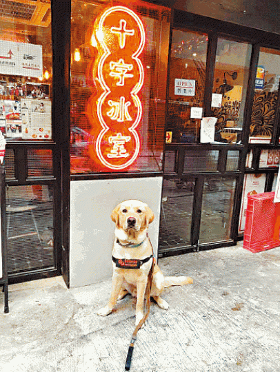 ■有受訓中導盲犬昨到西環十字冰室,但卻被拒諸門外。 ■有受訓中導盲犬昨到西環十字冰室,但卻被拒諸門外。
