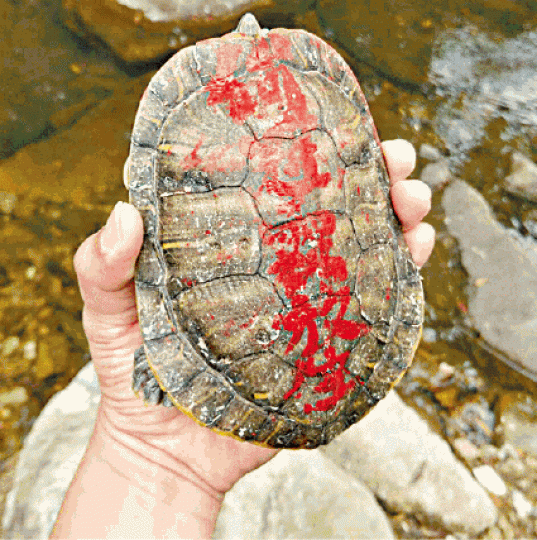 ■愛協上月在大埔河道發現多隻巴西龜,背上寫有「放生」。愛協提供圖片■有人疑在船灣淡水湖集水區道河邊放生多條魚及龜或水魚。■水務署在現場附近豎立告示,提醒市民勿亂放生。 ■愛協上月在大埔河道發現多隻巴西龜,背上寫有「放生」。愛協提供圖片■有人疑在船灣淡水湖集水區道河邊放生多條魚及龜或水魚。■水務署在現場附近豎立告示,提醒市民勿亂放生。
