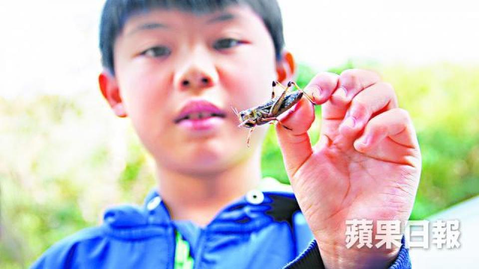 ■男童昨徒手捉蝗蟲,稱帶回家餵寵物壁虎。■船灣淡水湖一帶昨仍有大批蝗蟲。■漁護署海報籲勿亂放生影響生態。 ■男童昨徒手捉蝗蟲,稱帶回家餵寵物壁虎。■船灣淡水湖一帶昨仍有大批蝗蟲。■漁護署海報籲勿亂放生影響生態。
