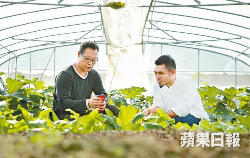 ■農夫謝䁱東(左)和設計師白宇軒(右)因買餸網結緣,成為拍檔。彭志行攝■朝早在農地割下的菜,下午宅送成為飯桌上的佳餚。 ■農夫謝䁱東(左)和設計師白宇軒(右)因買餸網結緣,成為拍檔。彭志行攝■朝早在農地割下的菜,下午宅送成為飯桌上的佳餚。