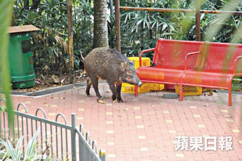■一隻成年野豬昨在荃灣城門谷公園踱步。詹家志攝■女獸醫手持麻醉槍,準備將野豬射暈帶返漁護署。 ■一隻成年野豬昨在荃灣城門谷公園踱步。詹家志攝■女獸醫手持麻醉槍,準備將野豬射暈帶返漁護署。